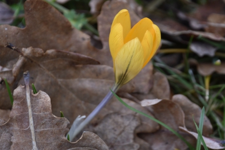 Gele krokus