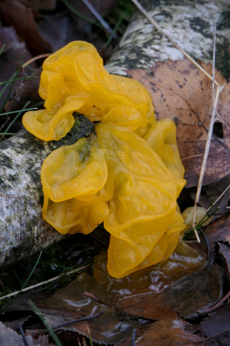 Een hele grote gele trilzwam :-)