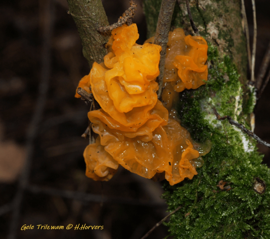 Gele Trilzwam - Schimmels - Gele Trilzwam