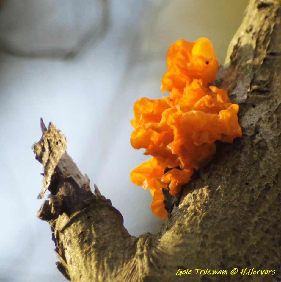 Gele Trilzwam - Schimmels - Gele Trilzwam