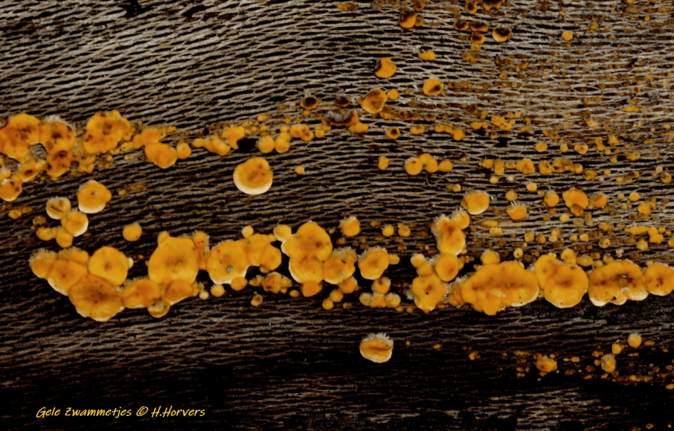 Gele Zwammetjes - Schimmels - 