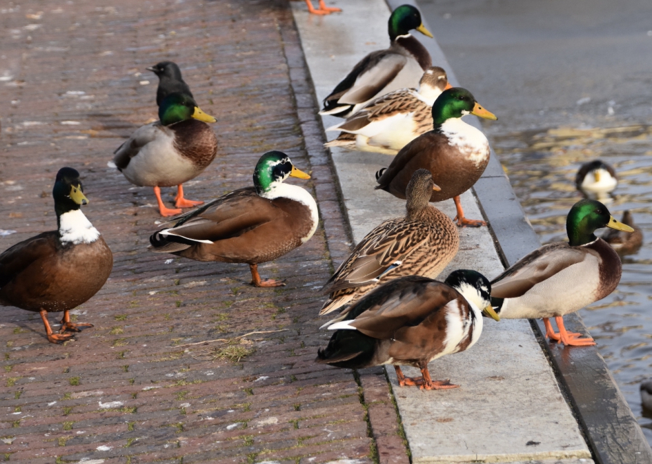 Gemeente eenden - Vogels - 