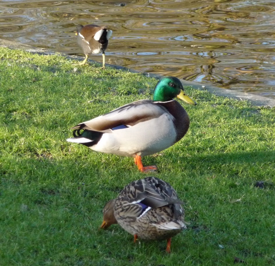Gemeenteeenden - Vogels - 