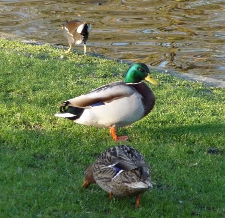 Gemeenteeenden