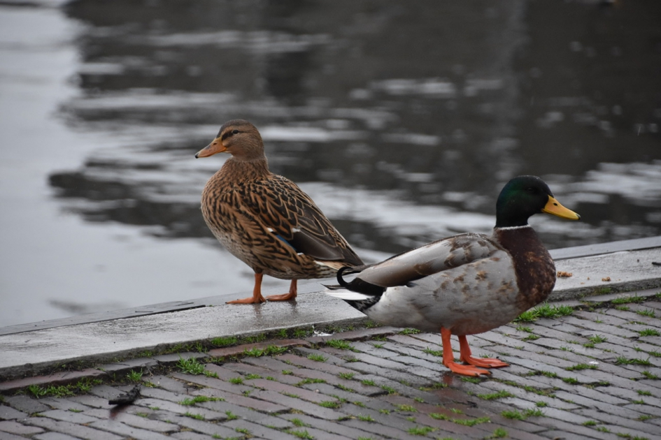 Gemeenteeenden - Vogels - 