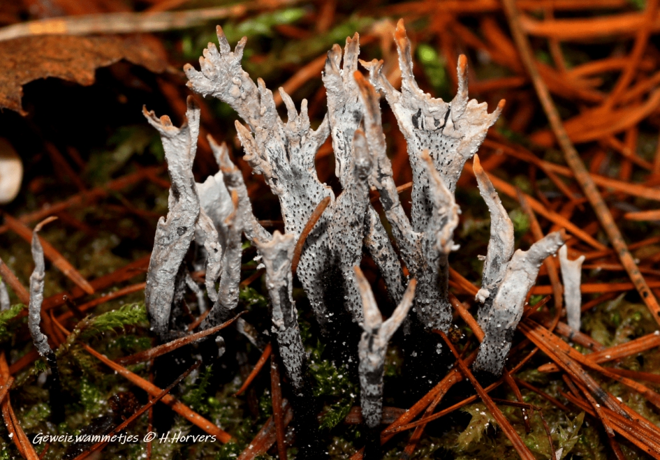 Geweizwammetjes - Schimmels - Geweizwammetjes