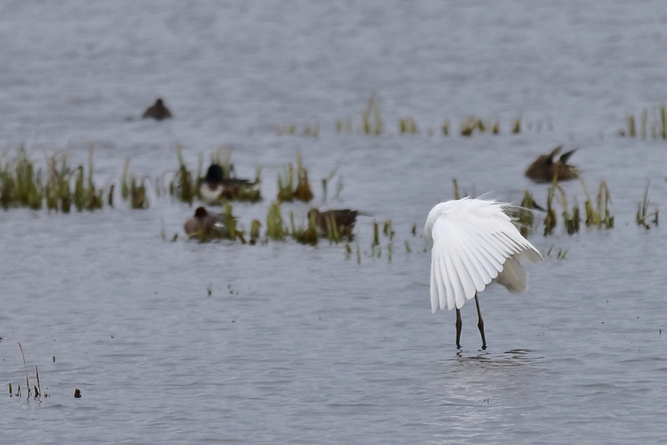 gordijnen dicht - Vogels - grote zilverreiger