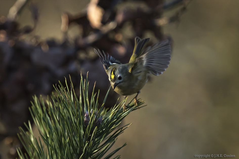Goudhaantje (Regulus regulus) - Vogels - Goudhaantje
