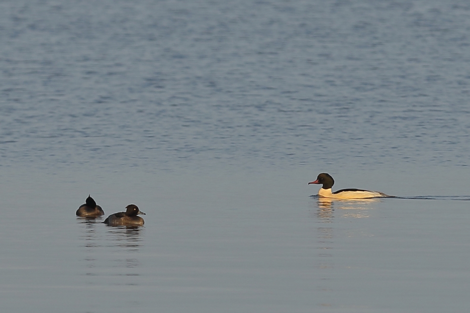 graag even opzij dames - Vogels - grote zaagbek