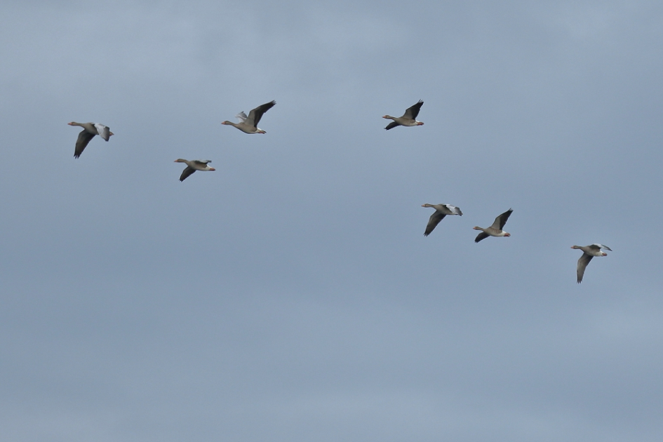 grauwe ganzen - Vogels - grauwe gans
