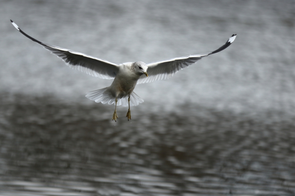 grijze dag - Vogels - stormmeeuw