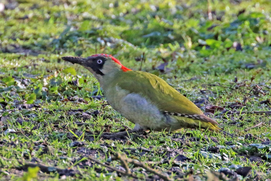 Groene specht - Vogels - 