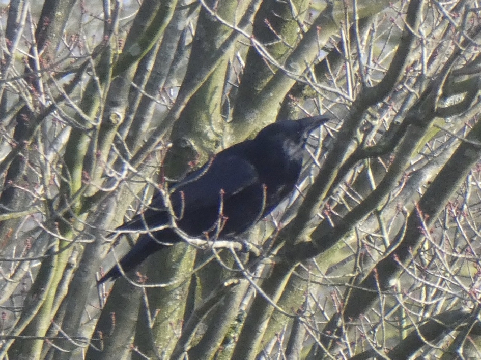 Grote spitse snavel - Vogels - 