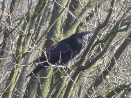 Grote spitse snavel