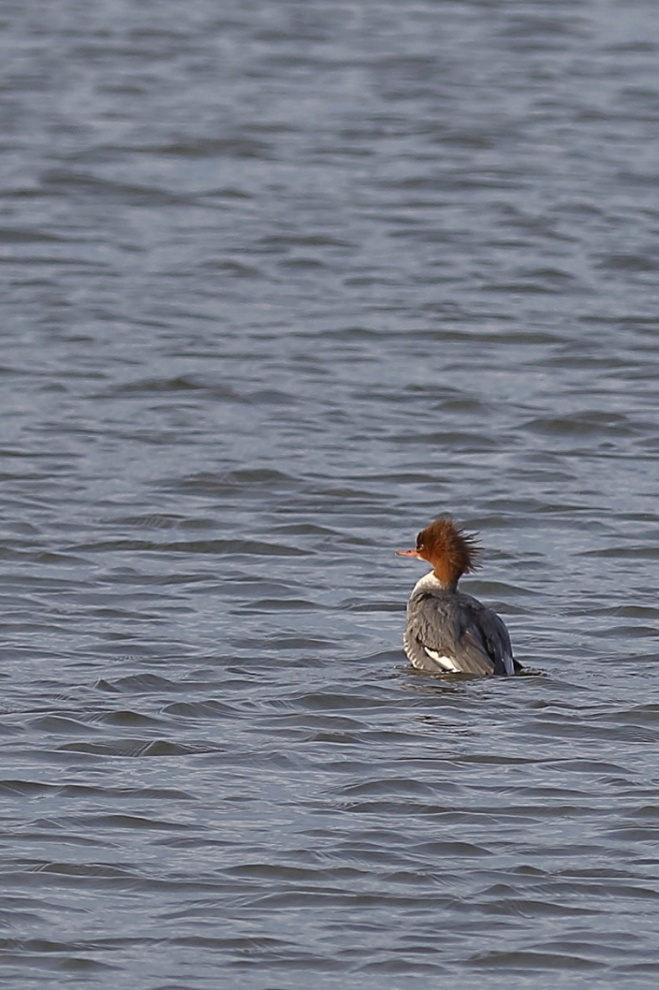 grote zaagbek -v- - Vogels - grote zaagbek