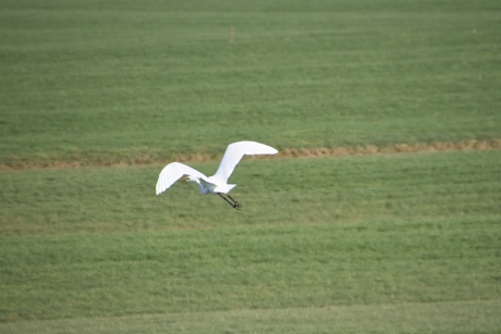 Grote zilver reiger