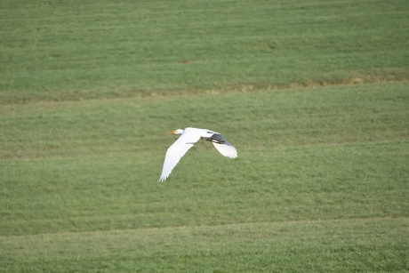 Grote zilver reiger