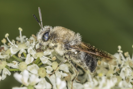 Harige langsprietwapenvlieg (Stratiomys longicornis)