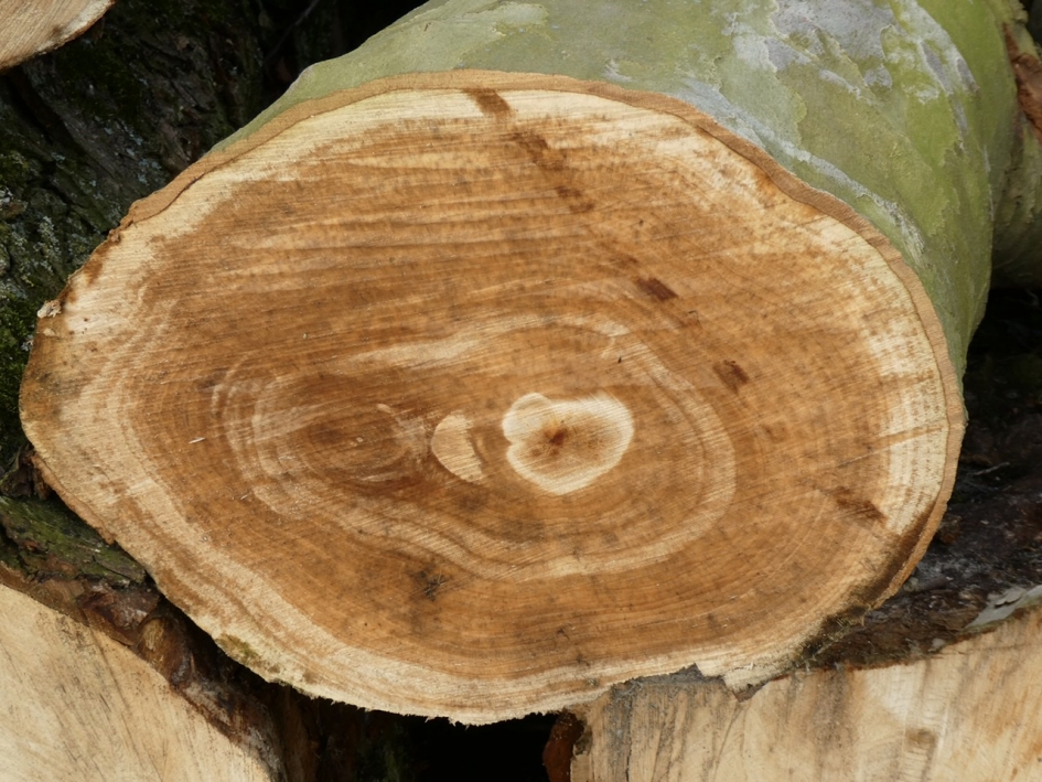 Hart van een boom - Planten - 