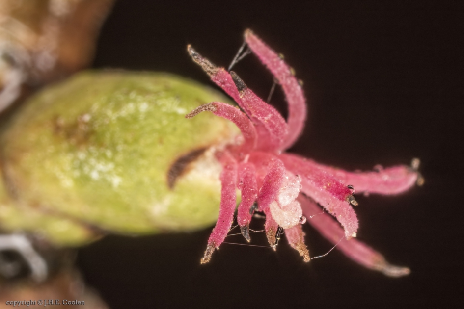 Hazelaar (vrouwelijke bloem) - Planten - Hazelaar