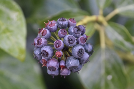 Hedera
