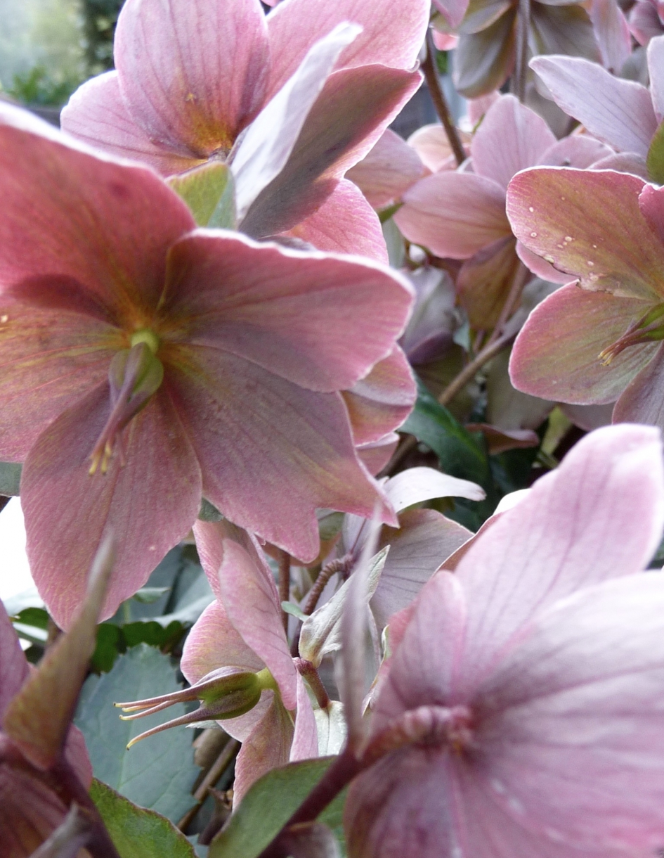 Helleborus - Planten - 