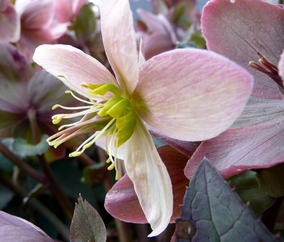 Helleborus - Planten - 