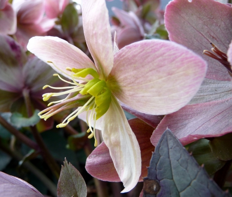 Helleborus