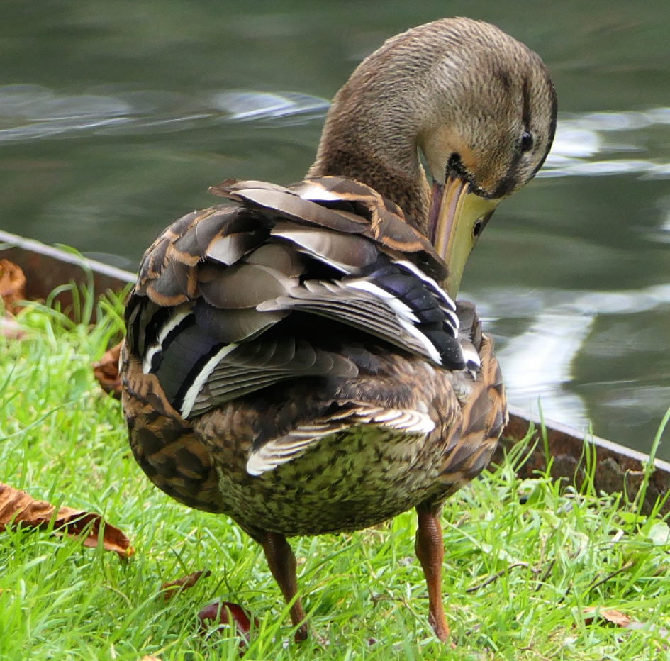 Het jaar van de....... - Vogels - Wilde eend