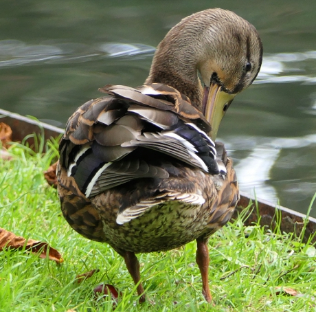 Het jaar van de.......