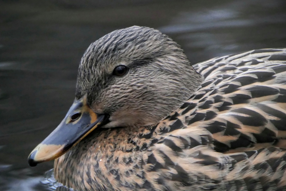 Het jaar van de....... - Vogels - Wilde eend