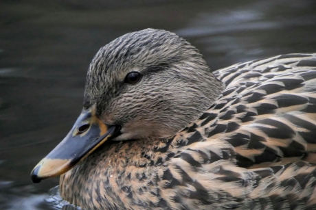 Het jaar van de.......