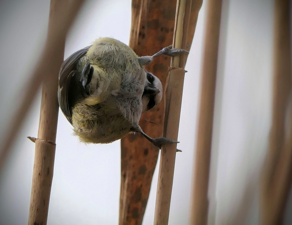 Hoi.. - Vogels - Mees