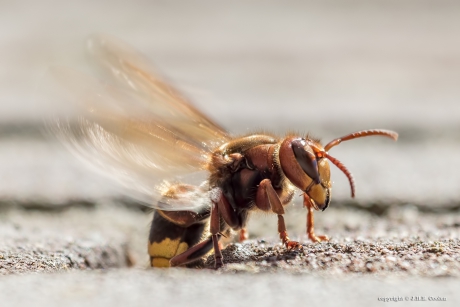 Hoornaar (Vespa crabro)