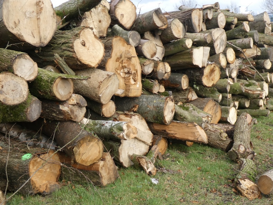 Hout genoeg! - Planten - 