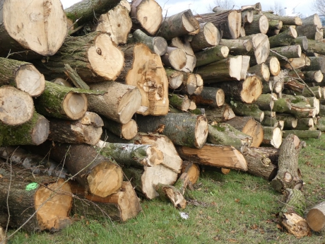 Hout genoeg!
