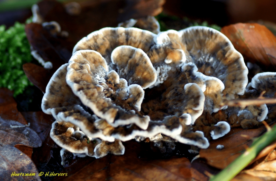 Houtzwam - Schimmels - Houtzwam