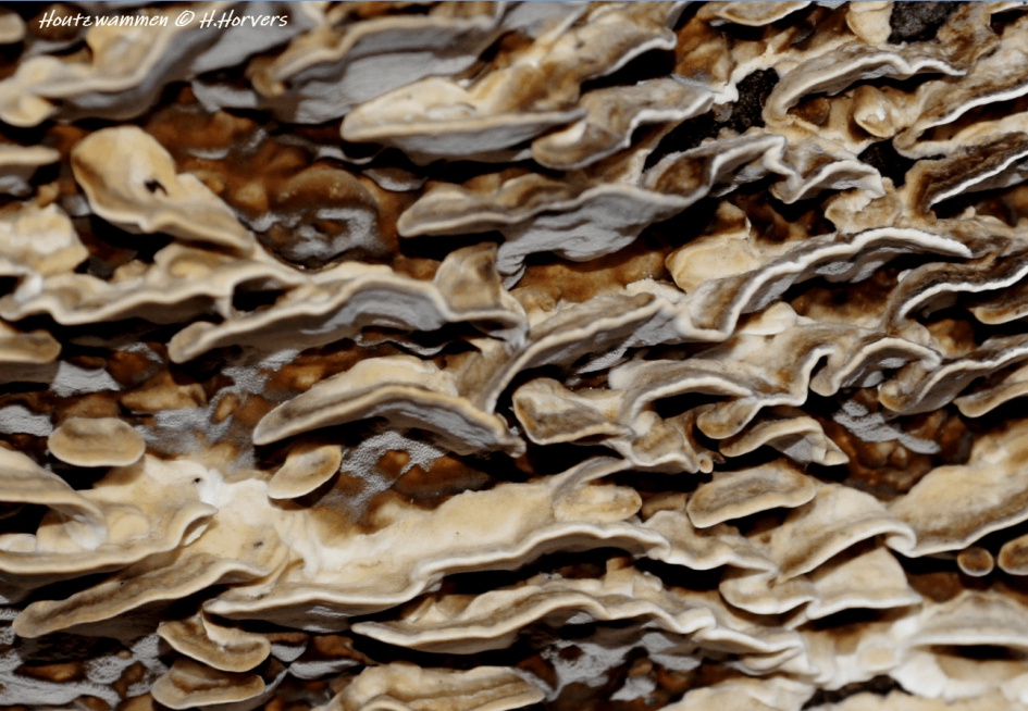 Houtzwammen - Schimmels - Houtzwammen