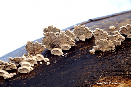 Houtzwammen