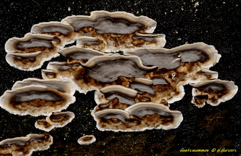 Houtzwammen - Schimmels - Houtzwammen