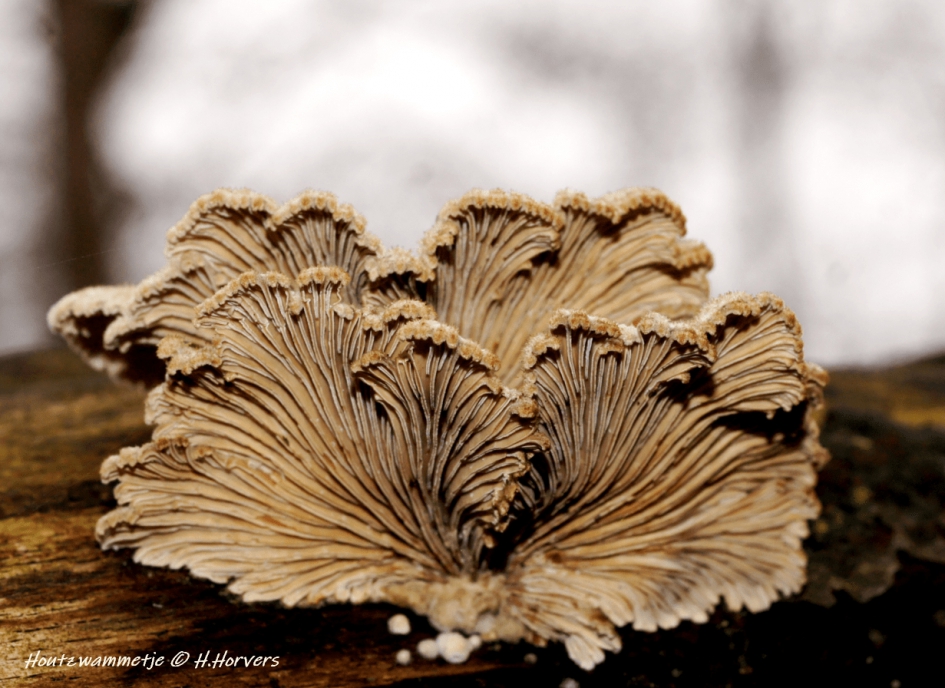 Houtzwammetje - Schimmels - Houtzwammetje