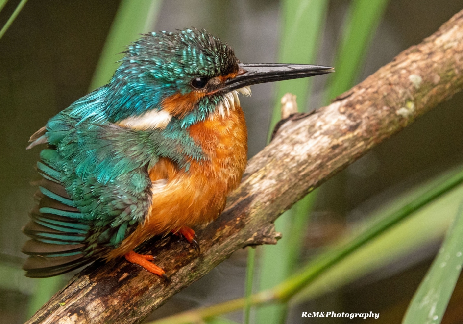 IJsvogel. - Vogels - IJsvogel.