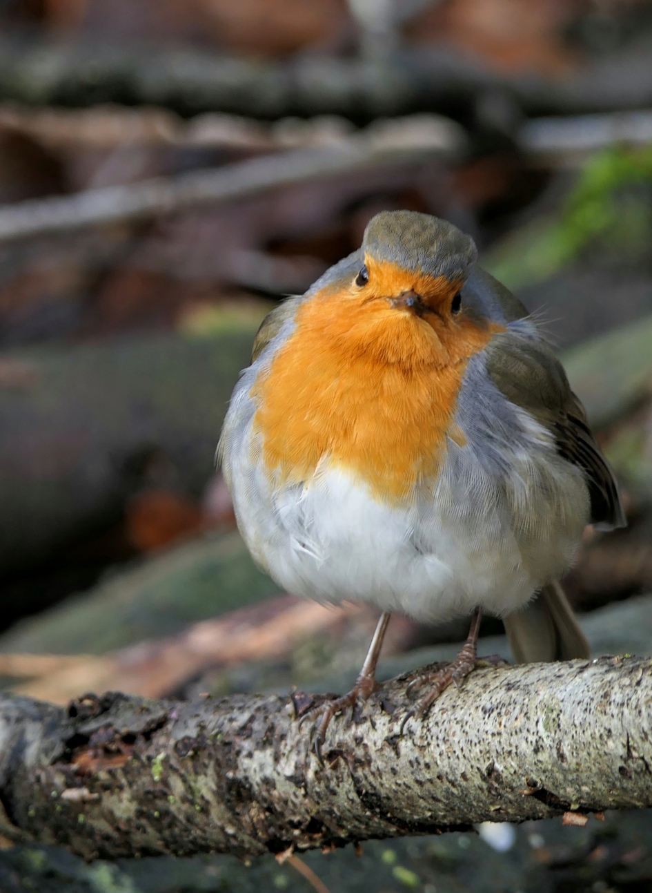 Ik zie het niet meer zitten...... - Vogels - Roodborst