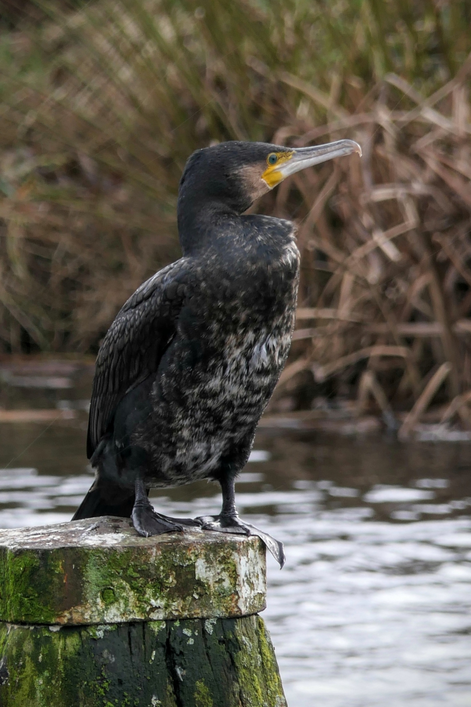 Ik wacht wel even..... - Vogels - Aalscholver