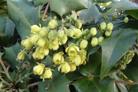 In bloei