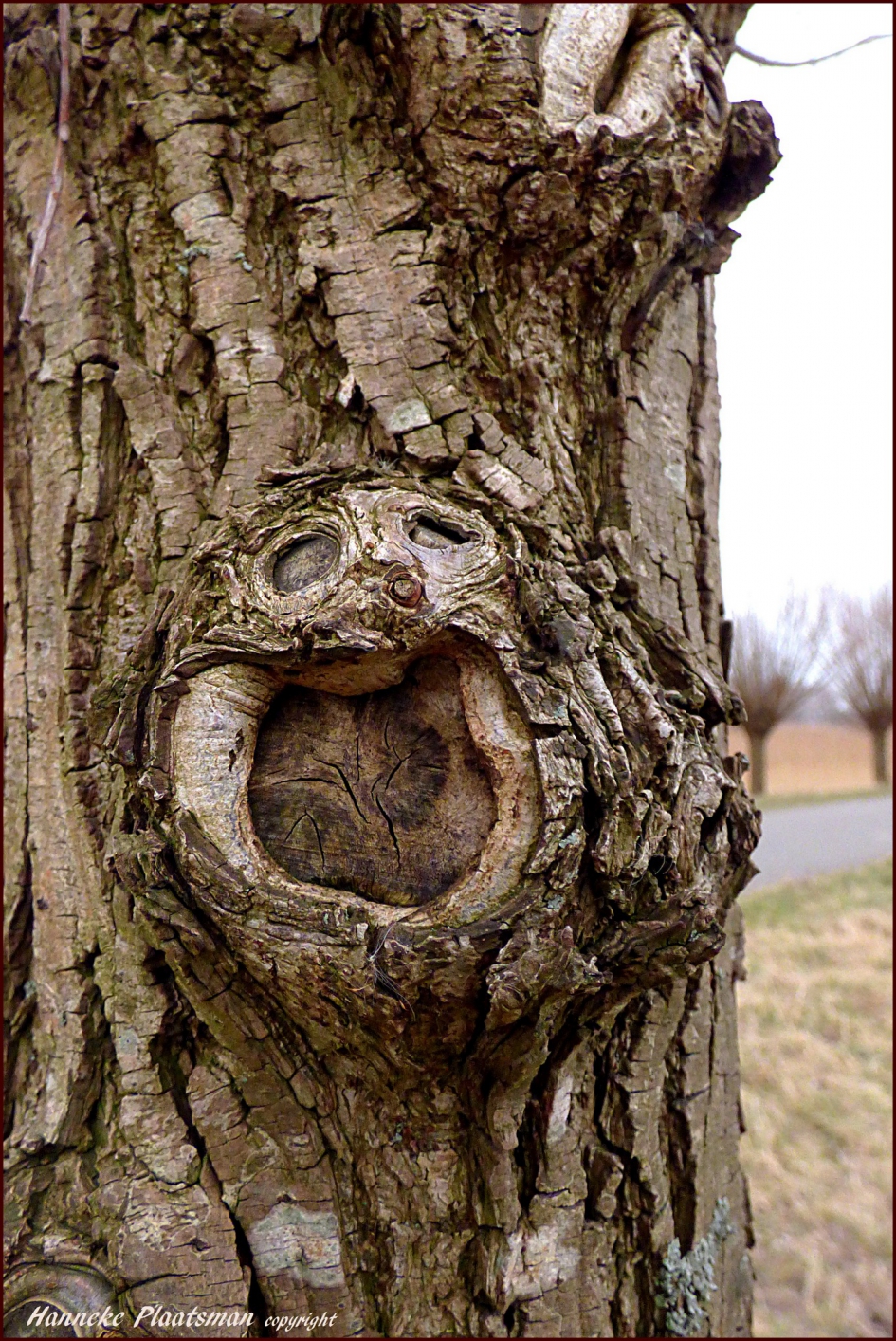 In de schors van deze wilg zie ik ineens een mannetje. - Planten - Wilg