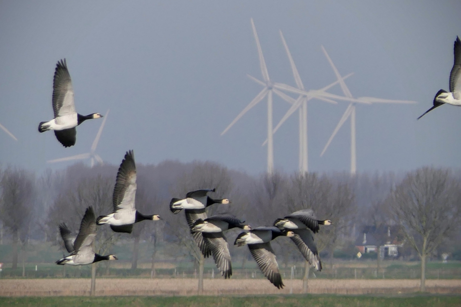 In de wind.... - Vogels - Brandgans.