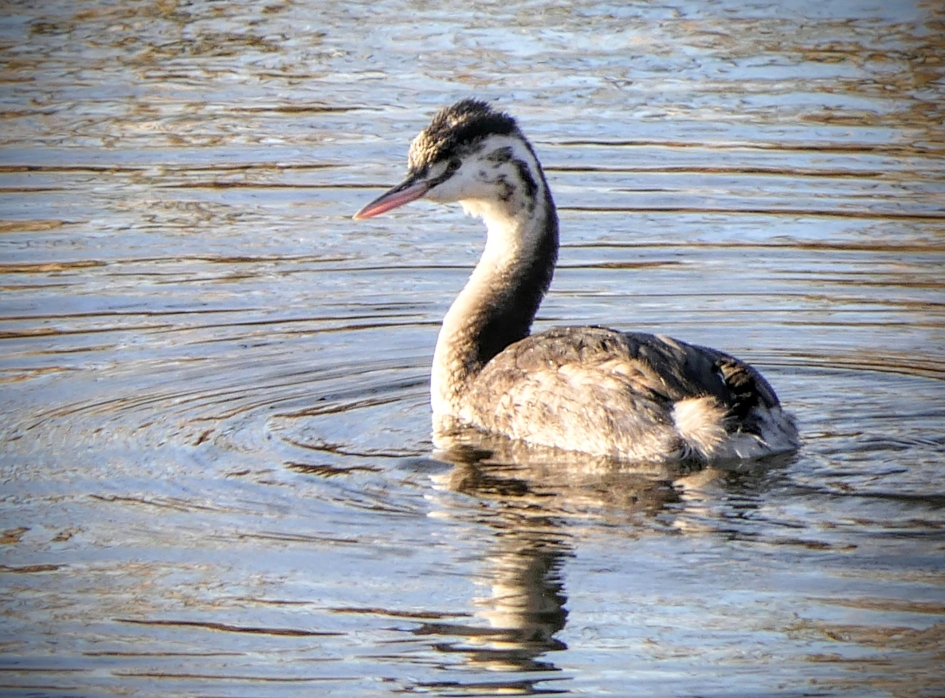 Jonkie. - Vogels - Fuut