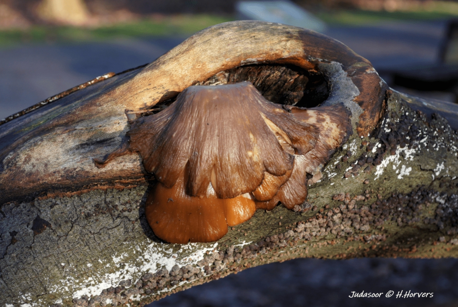 Judasoor - Schimmels - Judasoor