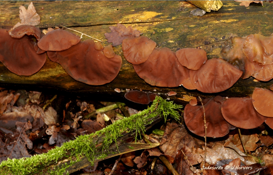 Judasoren. - Schimmels - Judasoren.